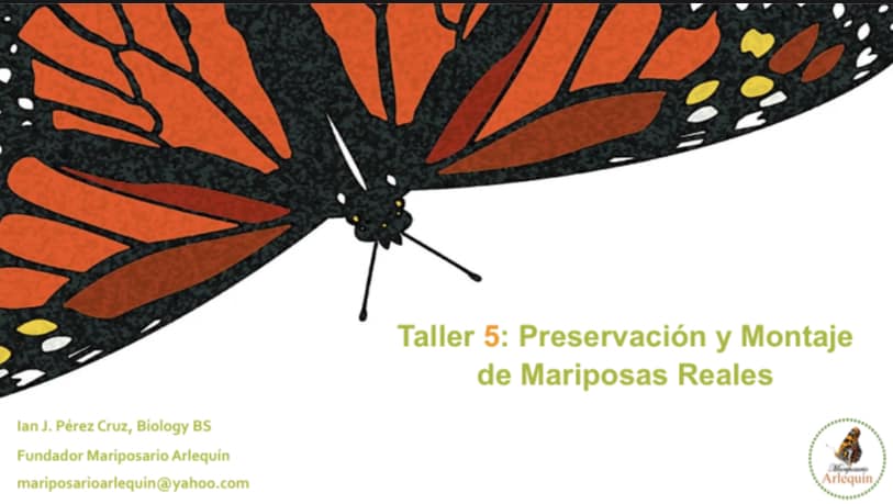 Taller: Preservación y Montaje de Mariposas Reales - Mariposario Arlequín