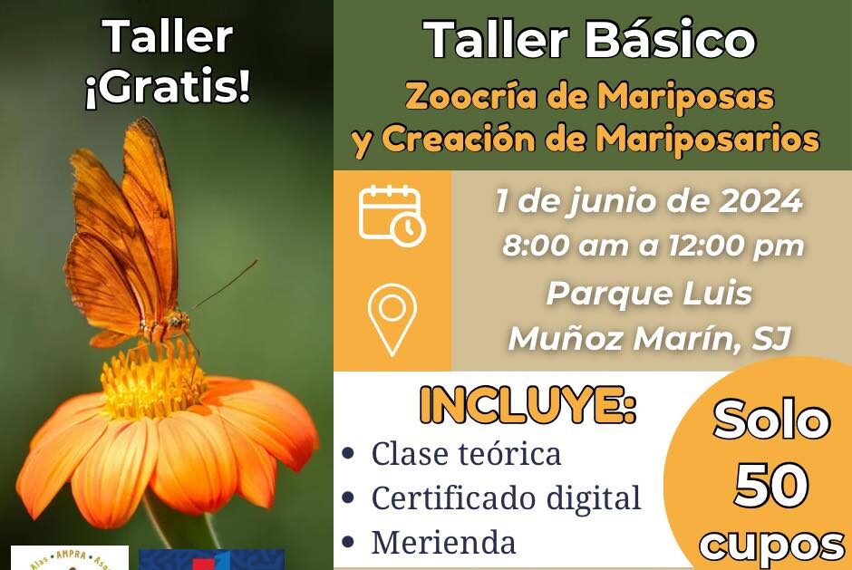 Talle Básico - Mariposario Arlequín