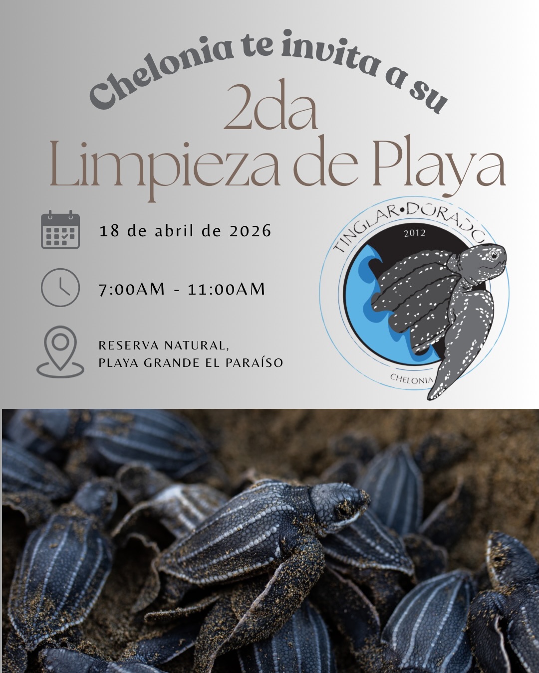 Limpieza de Playas - Chelonia