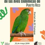 3er Festival de las Aves Endémicas de Puerto Rico: Creando comunidad con la Cotorra Puertorriqueña - El Portal de El Yunque