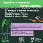 El Yunque a través de sus aves - El Portal de El Yunque