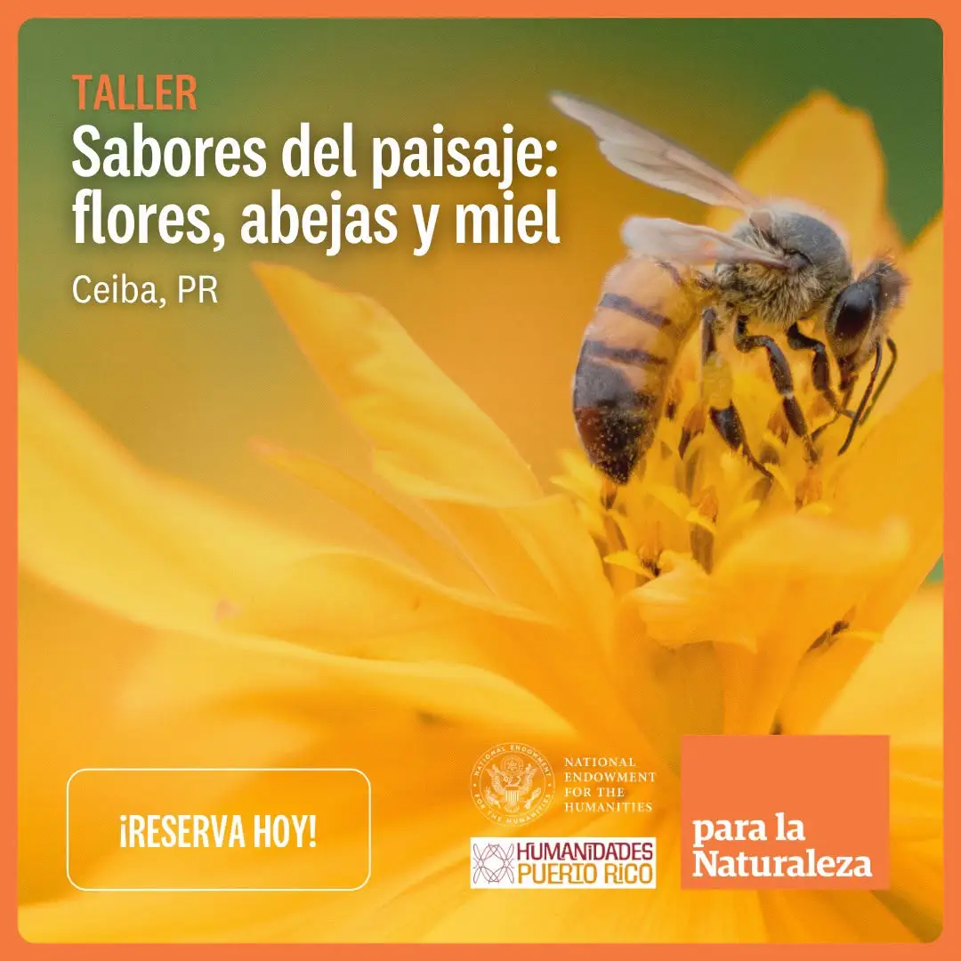 Sabores del paisaje: flores, abejas y miel