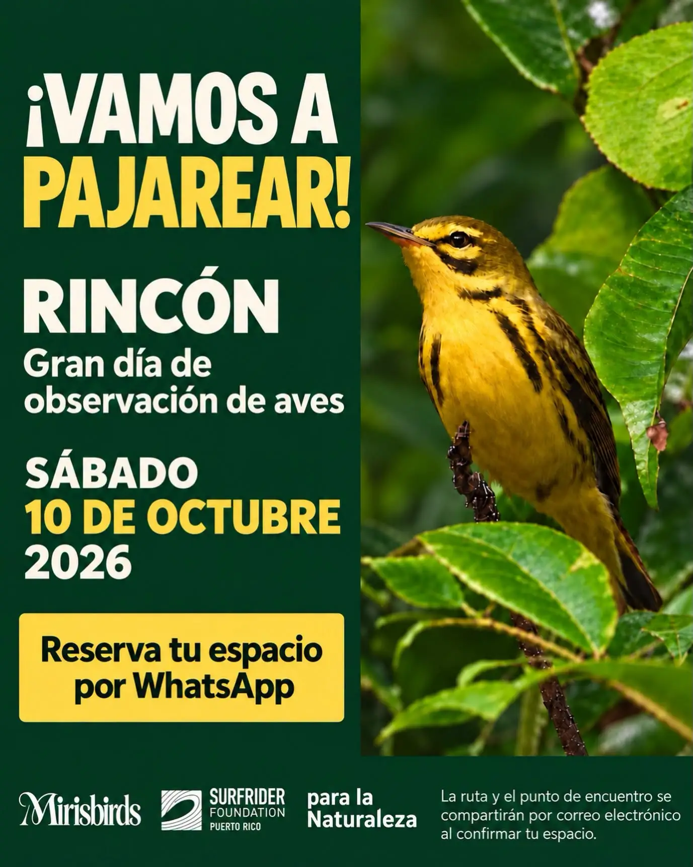 Observación de Aves en Rincón - Surfrider